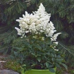Lukovice: Astilbe bele