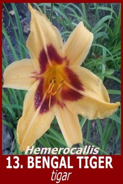 Lukovice: 13. Hemerocallis Bengal Tiger