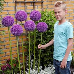 Lukovice: Alium giganteum - Dzinovski ukrasni luk