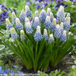 Lukovice: Muscari - Planinska dama