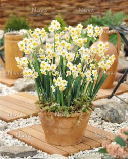 Lukovice: Mini narcis MINOW