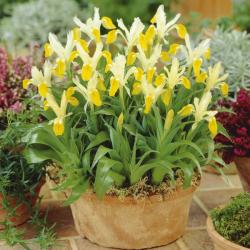 Lukovice: Kraljevski iris zuti