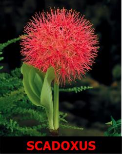 Lukovice: Scadoxus - Vatrena kugla
