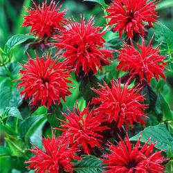 Perene: Monarda crvena