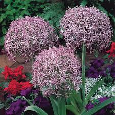 Lukovice: Alium albopilosum - Ukrasni luk