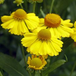 Perene: Helenium zuti