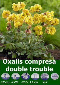 Lukovice: Oxalis compressa Duble Trouble