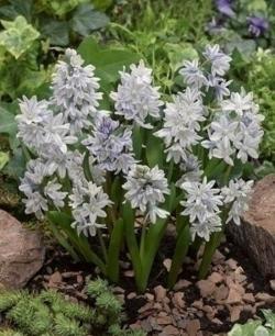 Lukovice: Puskinia - Libanski Zumbul