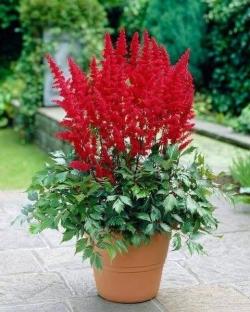 Lukovice: Astilbe crvene