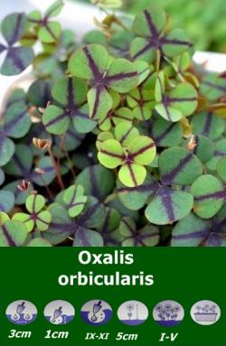 Lukovice: Oxalis orbicularis