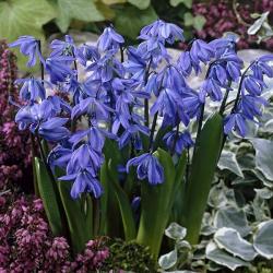 Lukovice: Scila - Sibirski zumbul plavi