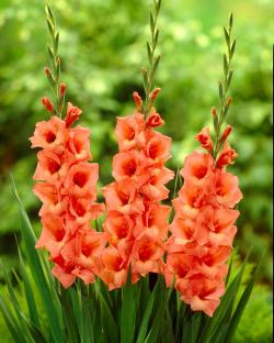 Lukovice: Gladiola tamno narandzasta