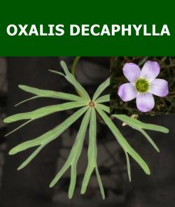 Lukovice: Oxalis decaphylla 