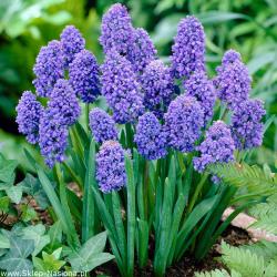Lukovice: Muscari dupli
