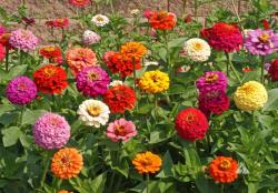 Seme cveća: Zinnia lillipu seme