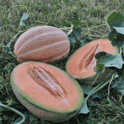 Seme povrća: Dinja " Sremski Biser F1 "