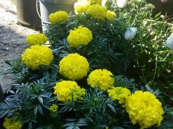 Rezano cveće: Žuta Kadifa Niska