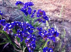 Seme cveća: Plava statika cveće 