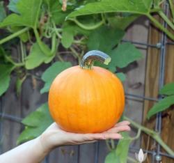 Seme povrća: Bundeva " Mali Šećer "