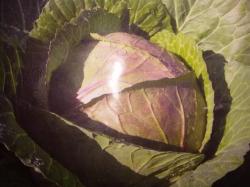 Seme povrća: Kupus Golubanac F1