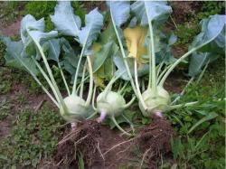 Sadnice - puzavice: Žuta Keleraba