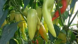 Seme povrća: Paprka Duga Bela