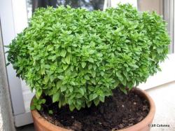 Začini i lekovito bilje: Grčki bosiljak 