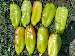 Seme povrća: Dukat paprika