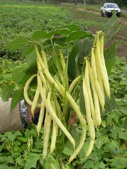 Seme povrća: Olovka buranija 