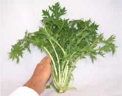 Seme povrća: Mizuna