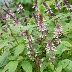 Seme povrća: Persiski Bosiljak