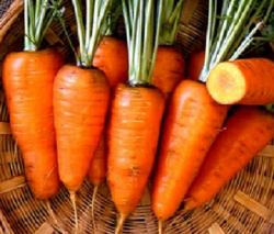 Seme povrća: Šargarepa Chantenay seme