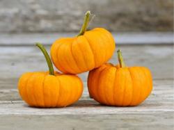 Seme povrća: Jack Be Little Bundevica