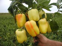 Seme povrća: Palanačka Babura