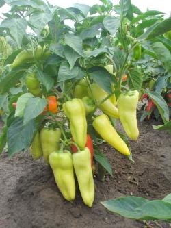 Seme povrća: Ekstaza paprika Hibrid