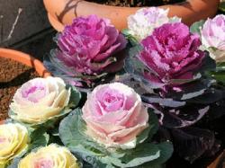 Seme cveća: Ukrasni kupus