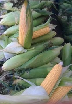 Seme povrća: Šećerac “ Zlatni Pehar „