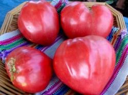 Seme povrća: Pink Volovsko Srce Paradajz