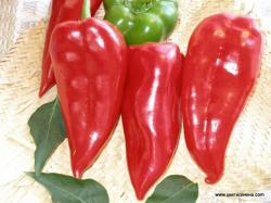 Seme povrća: Amfora paprika