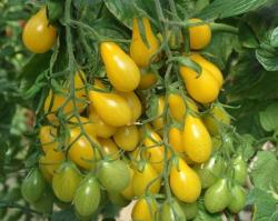 Seme povrća: Yellow pear shaped-mnogorodan