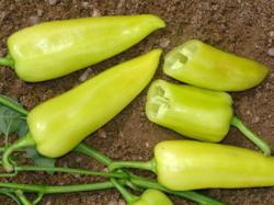 Seme povrća: Ljuta bela mesnata paprika