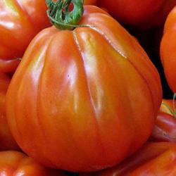Seme povrća: Charlie Chaplin paradajz