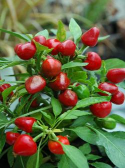 Seme povrća: Mini Bell Chili Pepper