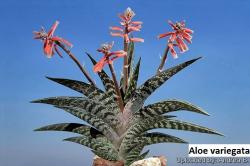 Kaktusi: Aloe Variegata - 5 semenki