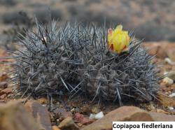 Kaktusi: Copiapoa fiedleriana - 10 semenki