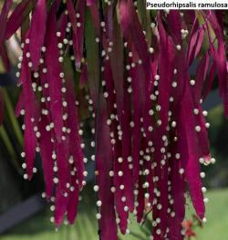 Seme cveća: Pseudorhipsalis ramulosa - 20 semenki