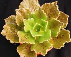 Seme cveća: Aeonium smithii (Sempervivum smithii) - 20 semenki