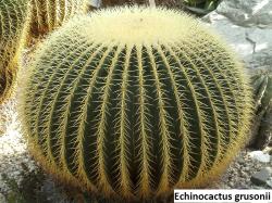 Kaktusi: Echinocactus grusonii - 20 semenki