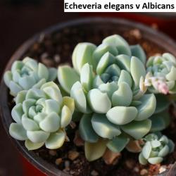 Seme cveća: Echeveria elegans v Albicans - 20 semenki