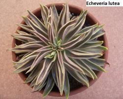 Seme cveća: Echeveria lutea - 20 semenki